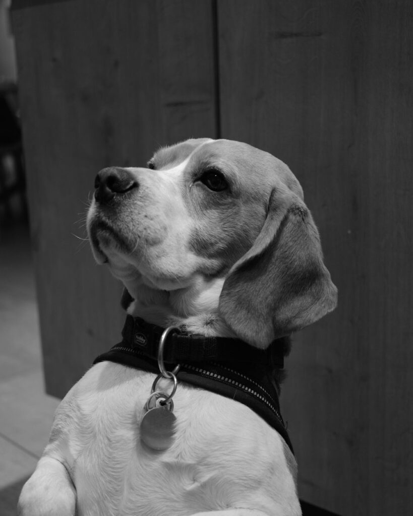 Beagle con su chapa en el collar